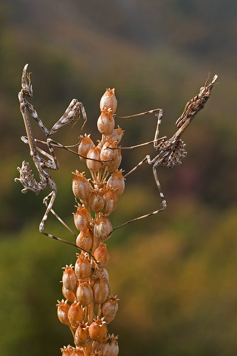 Report Empusa pennata, Conehead mantis, mantide religiosa